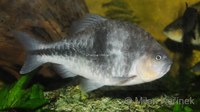 Puntius lateristriga