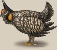 Image of: Tympanuchus cupido (greater prairie-chicken)