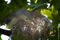 Image of: Vireo gilvus (warbling vireo)