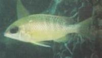 Image of: Lethrinus obsoletus (orange-striped emperor)