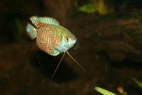 Colisa lalia - Dwarf Gourami