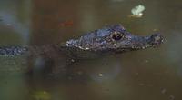 Image of: Osteolaemus tetraspis (African dwarf crocodile)