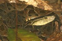 Bothrops asper - Fer-de-lance