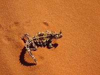 Moloch horridus