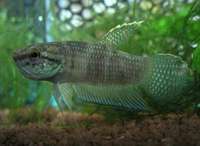 Betta Stigmosa