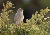 Sulphur-bellied Warbler - Phylloscopus griseolus