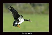 Magpie Goose