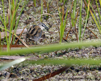 Yellow-breasted Crake - Porzana flaviventer