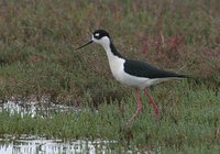 Black-necked Stilt - Himantopus mexicanus