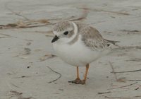 Piping Plover - Charadrius melodus