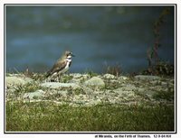 Double-banded Plover - Charadrius bicinctus