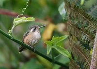 Speckled Hummingbird (Adelomyia melanogenys) photo