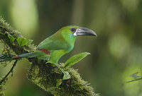 Crimson-rumped Toucanet (Aulacorhynchus haematopygus) photo