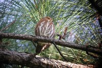 Ferruginous Pygmy-Owl - Glaucidium brasilianum