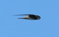 Alpine Swift - Tachymarptis melba