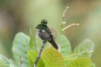 Festive Coquette - Lophornis chalybeus