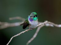 White-bellied Mountain-gem - Lampornis hemileucus