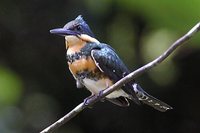 Green Kingfisher - Chloroceryle americana