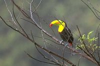 Keel-billed Toucan - Ramphastos sulfuratus