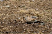 Common Miner - Geositta cunicularia