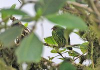 Orange-breasted Fruiteater - Pipreola jucunda