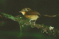 White-throated Spadebill - Platyrinchus mystaceus