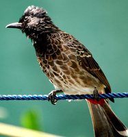 Red-vented Bulbul - Pycnonotus cafer