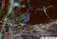 Red-legged Thrush - Turdus plumbeus