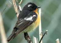 Mugimaki Flycatcher - Ficedula mugimaki