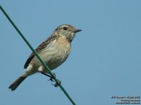 European Stonechat - Saxicola rubicola