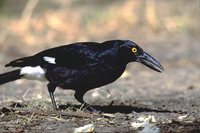 Pied Currawong - Strepera graculina