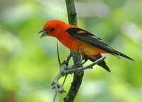 Scarlet Tanager - Piranga olivacea