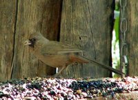 Abert's Towhee - Pipilo aberti