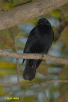 Chopi Blackbird - Gnorimopsar chopi