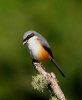 MOUNTAIN SHRIKE