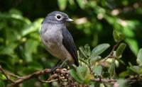 White-eyed Slaty Flycatcher