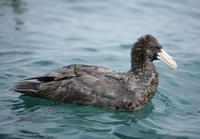 Southern Giant Petrel (Macronectus giganteus)