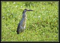 Striated Heron 1