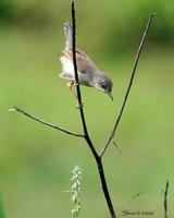 Grey-breasted Prinia (Prinia hodgsonii hodgsonii   - Adult)