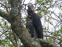 Crowned Eagle (Kronörn) - Stephanoaetus coronatus