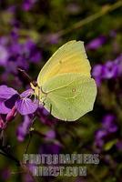 butterfly Brimstone Gonepteryx rhamni on flower stock photo