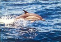 Delphinus capensis, Long-beaked common dolphin