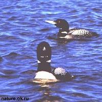 Yellow-billed               loon, Gavia adamsii