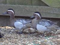 GARGANEY TEAL DRAKES