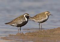 Pacific golden plover C20D 02362.jpg