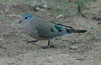Emerald-spotted Wood-Dove p.170