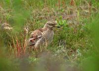 Eurasian Thick-knee (Burhinus oedicnemus)