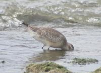 Red Knot Calidris canutus 붉은가슴도요