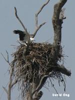 White-bellied Sea-Eagle