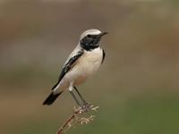 Desert Wheatear (Oenanthe deserti)